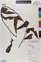 登錄號:BP03154藏品圖，第1張