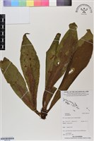 登錄號:BP03155藏品圖，第1張