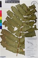 登錄號:BP03156藏品圖，第1張