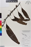 登錄號:BP03157藏品圖，第1張