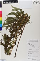 登錄號:BP03160藏品圖，第1張