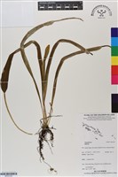 登錄號:BP03163藏品圖，第1張