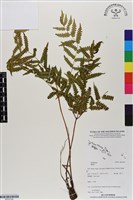 登錄號:BP03164藏品圖，第1張