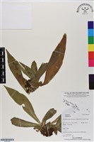 登錄號:BP03165藏品圖，第1張