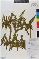 登錄號:BP03166藏品圖，第1張