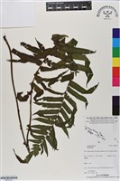 登錄號:BP03167藏品圖，第1張