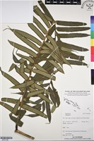 登錄號:BP03168藏品圖，第1張