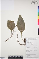 登錄號:BP03169藏品圖，第1張