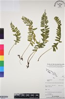 登錄號:BP03170藏品圖，第1張