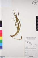 登錄號:BP03172藏品圖，第1張