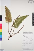 馬來陰石蕨藏品圖，第1張