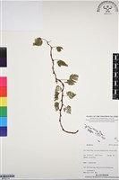 登錄號:BP03174藏品圖，第1張