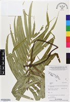 登錄號:BP03175藏品圖，第1張