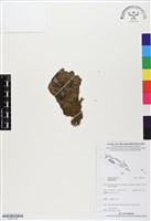 登錄號:BP03176藏品圖，第1張