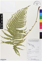 登錄號:BP03177藏品圖，第1張