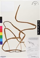 登錄號:BP03179藏品圖，第1張