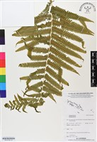 登錄號:BP03180藏品圖，第1張