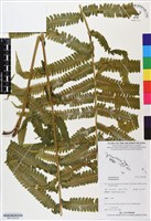 登錄號:BP03180藏品圖，第2張