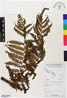 登錄號:BP03181藏品圖，第1張