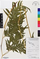 登錄號:BP03183藏品圖，第1張