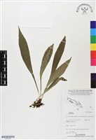 登錄號:BP03184藏品圖，第1張