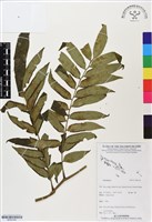 登錄號:BP03185藏品圖，第1張