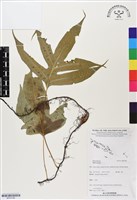 登錄號:BP03186藏品圖，第1張