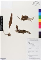 登錄號:BP03188藏品圖，第1張