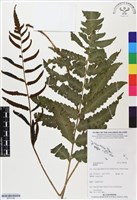 登錄號:BP03189藏品圖，第1張