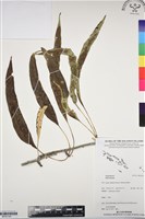 登錄號:BP03194藏品圖，第1張
