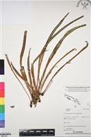 登錄號:BP03195藏品圖，第1張