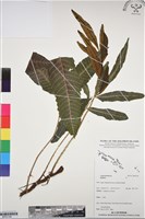 登錄號:BP03196藏品圖，第1張