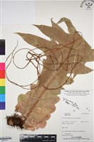 登錄號:BP03197藏品圖，第1張