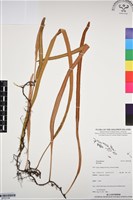 登錄號:BP03198藏品圖，第1張