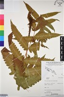 登錄號:BP03199藏品圖，第2張