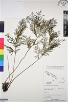 登錄號:BP03200藏品圖，第1張