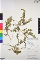 登錄號:BP03201藏品圖，第1張