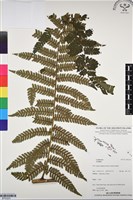 登錄號:BP03203藏品圖，第1張