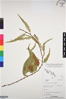 登錄號:BP03204藏品圖，第1張