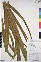 登錄號:BP03206藏品圖，第1張