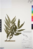 登錄號:BP03209藏品圖，第1張