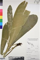 登錄號:BP03212藏品圖，第1張