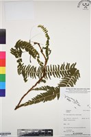 登錄號:BP03214藏品圖，第1張