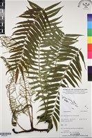 登錄號:BP03216藏品圖，第1張