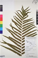 登錄號:BP03217藏品圖，第1張