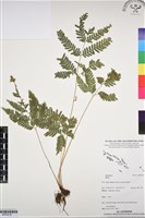 登錄號:BP03218藏品圖，第1張