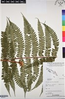 登錄號:BP03219藏品圖，第1張