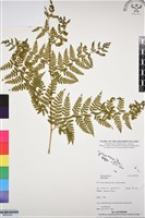 登錄號:BP03220藏品圖，第1張