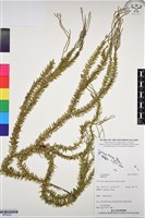 登錄號:BP03221藏品圖，第1張