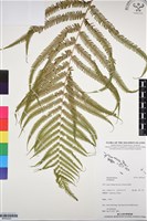 登錄號:BP03222藏品圖，第1張